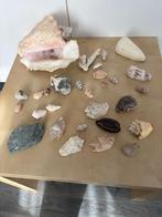 Unieke verzameling zeeschelpen, Ophalen, Schelp(en)