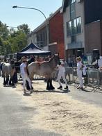 Trekpaard, Dieren en Toebehoren, Paarden, Merrie, Gechipt, 0 tot 2 jaar