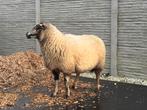 Mooie zware bagerface ooi, Dieren en Toebehoren, Schapen, Geiten en Varkens, Vrouwelijk, Schaap, 3 tot 5 jaar