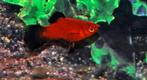 Hobbyaquarium xiph mac red wagtail platy, Zoetwatervis, Schoolvis, Vis