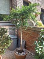 Japanse hulst, Tuin en Terras, Planten | Tuinplanten, Ophalen, Vaste plant, Overige soorten
