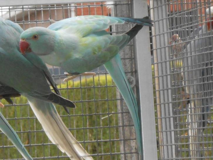 jonge koppels halsbanden, Dieren en Toebehoren, Vogels | Parkieten en Papegaaien, Parkiet, Meerdere dieren, Geringd