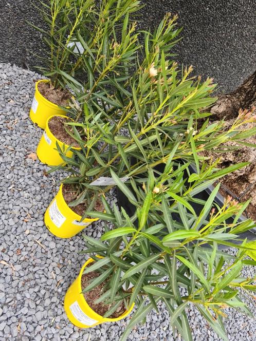 Nerium Oleander geel, Tuin en Terras, Planten | Tuinplanten, Ophalen