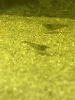 Garnalen, Dieren en Toebehoren, Vissen | Aquariumvissen, Vis, Zoetwatervis, Schoolvis