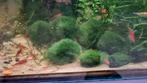 Mosballen, kleine filtertjes voor in uw aquarium!, Dieren en Toebehoren, Vissen | Aquariumvissen