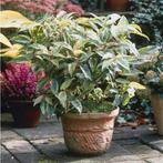 Leucothoe Rainbow, Ophalen