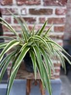 Graslelie, Tuin en Terras, Ophalen