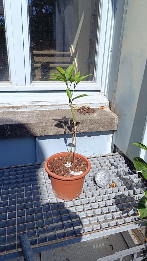 Citrus - Palestinian Lime of een andere Sweet Lime, Tuin en Terras, Planten | Fruitbomen, Citroenboom, Ophalen