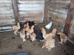 Brahma kuikens te koop, Dieren en Toebehoren, Pluimvee, Geslacht onbekend, Kip
