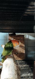 Koppen groendij Caique met dna papieren