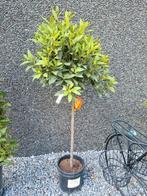 Laurus Nobilis bol op stam, Ophalen, Halfschaduw