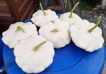 Patisson pompoenen eetbare beschikbaar voor biedingen