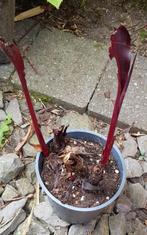 Canna Australia, Ophalen
