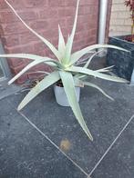2 aloē vera planten met grijze pot, Tuin en Terras, Ophalen