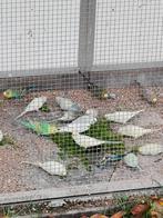 Mooie grasparkieten, Dieren en Toebehoren, Vogels | Parkieten en Papegaaien