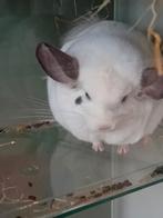 Chincilla's, Animaux & Accessoires, Rongeurs, Mai, Mâle, Chinchilla