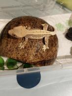 Wimpergekko LW, Dieren en Toebehoren