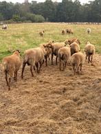 rammen, Dieren en Toebehoren, Schapen, Geiten en Varkens, Mannelijk, Schaap