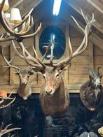 Taxidermie hertenkop echt zeer groot, Ophalen of Verzenden