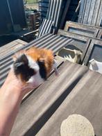 Cavia, Dieren en Toebehoren, Knaagdieren, Cavia, Tam