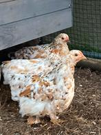 Cochin haantjes, Dieren en Toebehoren, Mannelijk, Kip