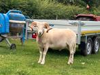 Livre généalogique de Wilsthire Horn, Animaux & Accessoires, Moutons, Chèvres & Cochons, Mouton, 0 à 2 ans
