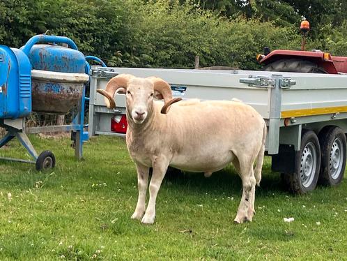Wilsthire Horn schapen stamboek, Dieren en Toebehoren, Schapen, Geiten en Varkens, Schaap, 0 tot 2 jaar