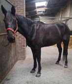 Hongre de 8 ans, Dieren en Toebehoren, Paarden, Ruin