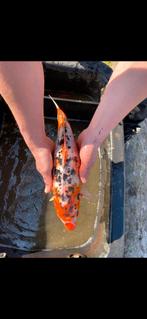 Diverse vissen, koi’s, Dieren en Toebehoren, Vissen | Vijvervissen
