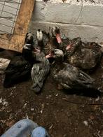 Moeie jonge barberie’s hanen, Dieren en Toebehoren, Pluimvee, Mannelijk, Eend