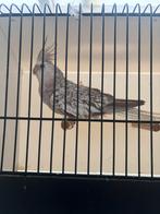 Valkparkiet pop, Dieren en Toebehoren, Vogels | Overige Vogels