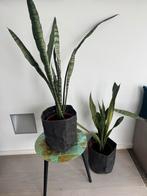 2 Sanseveria planten hoogte 80 cm, Groene kamerplant, Ophalen, Overige soorten, 100 tot 150 cm