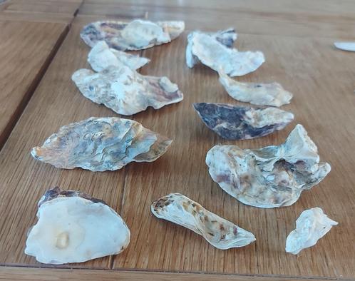 12 Japanse oesterschelpen, Verzamelen, Mineralen en Fossielen, Schelp(en), Ophalen of Verzenden