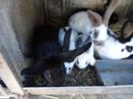 ZWART VLINDERKONIJN  van 3 maand., Femelle, Grand, 0 à 2 ans