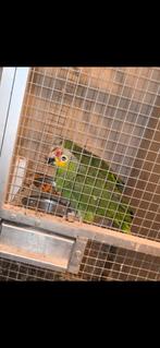 oranjevleugel venezuela amazone en geelwangamazone, Animaux & Accessoires, Oiseaux | Perruches & Perroquets
