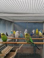 Grasparkiet, Dieren en Toebehoren, Vogels | Parkieten en Papegaaien