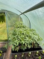 21 soorten tomatenplanten, Tuin en Terras, Planten | Tuinplanten, Ophalen, Volle zon, Groenteplanten, Eenjarig