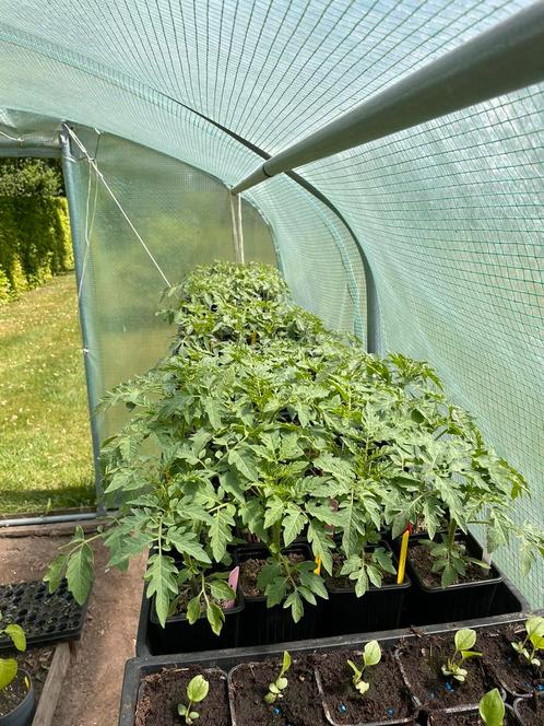 21 soorten tomatenplanten, Tuin en Terras, Planten | Tuinplanten, Eenjarig, Groenteplanten, Volle zon, Zomer, Ophalen