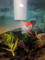 GRATIS!!!!! Goudvisjes 4 stuks + 1 exotische goudvis., Dieren en Toebehoren, Vissen | Aquariumvissen, Vis, Zoetwatervis