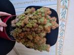 Grote mooie cactus, Huis en Inrichting, Ophalen, Cactus, Minder dan 100 cm