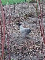 Zijdehoen hennen grijze + zwarte, Dieren en Toebehoren, Pluimvee, Vrouwelijk, Kip