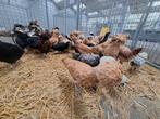 Padua kippen en hanen ruime keuze, Plusieurs animaux, Poule ou poulet