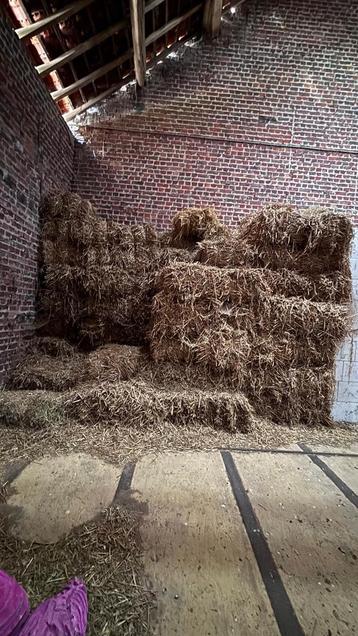 Kleine balen stro beschikbaar voor biedingen