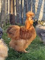 Zijdehoen haantje, Dieren en Toebehoren, Mannelijk, Kip