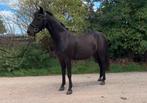 Bomproof mega knappe en ontzettend lieve menpony!Ook gereden, Dieren en Toebehoren, Pony's, B, Gechipt, Ruin, 7 tot 10 jaar
