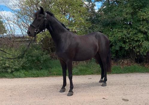Bomproof mega knappe en ontzettend lieve menpony!Ook gereden, Dieren en Toebehoren, Pony's, Ruin, B, B pony (1.17m tot 1.27m)