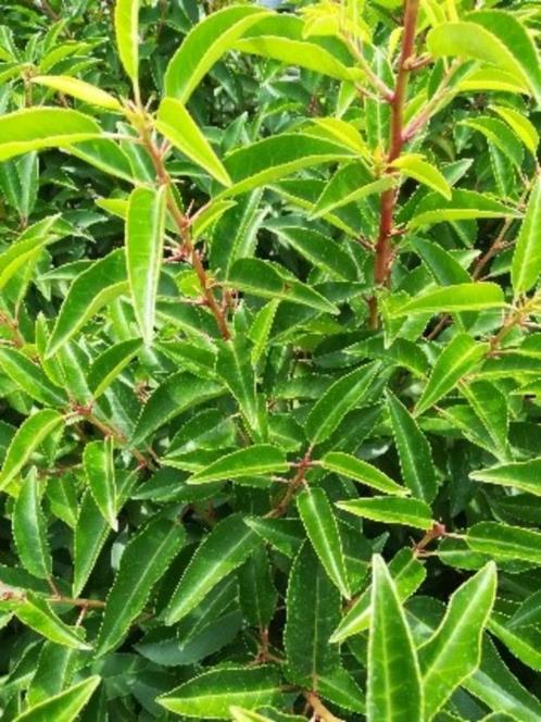 Portugese laurier - Prunus lusitanica, Jardin & Terrasse, Plantes | Arbustes & Haies, Haie, Laurier, Enlèvement