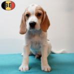 Beagle - Speelse pups geboren in België te koop, Dieren en Toebehoren, België, Beagle, Handelaar, CDV (hondenziekte)