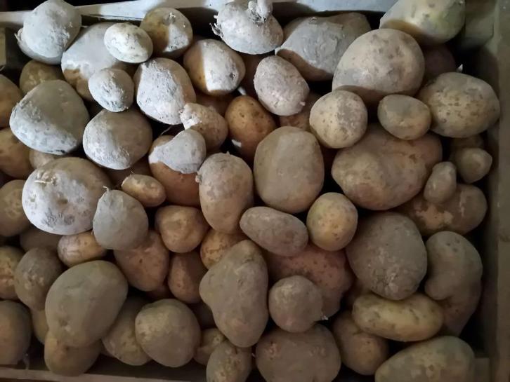 bio aardappelen, Zakelijke goederen, Landbouw | Aardappelen, Groenten, Fruit en Vlees, Ophalen