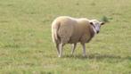 Jonge Lammeren : ooien, Dieren en Toebehoren, Schapen, Geiten en Varkens